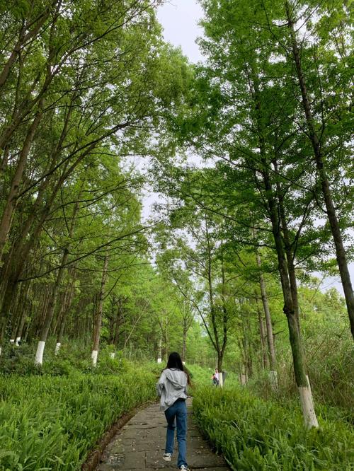 宜昌踏青之旅,探寻春日里的绿色仙境