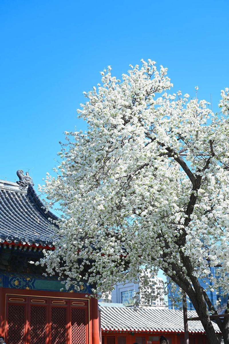 沈阳梨花什么时候开，沈阳附近梨花景点。