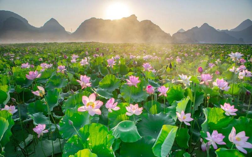 2023年百朋荷花节几号开幕，柳江 旅游概览图。